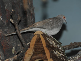 Смотреть фото Бриллиантовая горлица Фото Бриллиантовая горлица