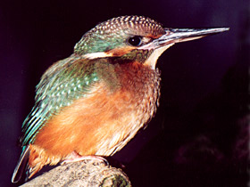 Смотреть фото Пернатые архитекторы Фото Пернатые архитекторы