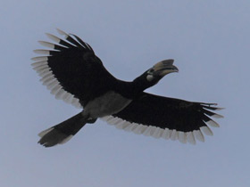 Смотреть фото Азиатская птица-носорог Фото Азиатская птица-носорог