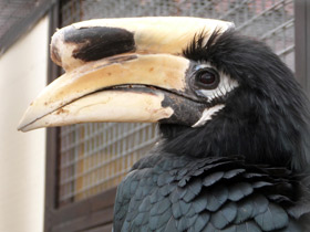 Смотреть фото Индийская птица-носорог Фото Индийская птица-носорог