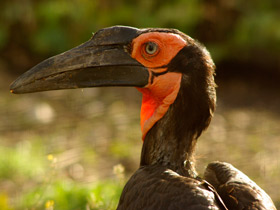 Смотреть фото Птицы-носороги: добровольно замурованные Фото Птицы-носороги: добровольно замурованные