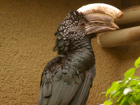 Смотреть фото Птицы-носороги: добровольно замурованные Фото Птицы-носороги: добровольно замурованные