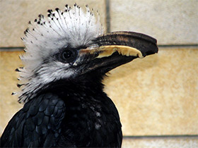 Смотреть фото Белохохлый калао Фото Белохохлый калао