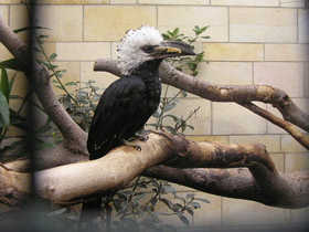 Смотреть фото Белохохлый калао Фото Белохохлый калао