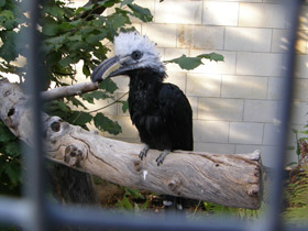 Смотреть фото Белохохлый калао Фото Белохохлый калао