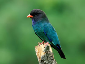 Смотреть фото Восточный широкорот Фото Восточный широкорот