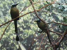 Смотреть фото Синешапочный момот Фото Синешапочный момот