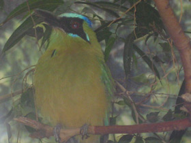 Смотреть фото Синешапочный момот Фото Синешапочный момот