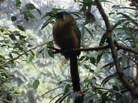 Смотреть фото Синешапочный момот Фото Синешапочный момот