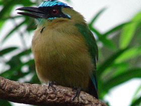 Смотреть фото Синешапочный момот Фото Синешапочный момот