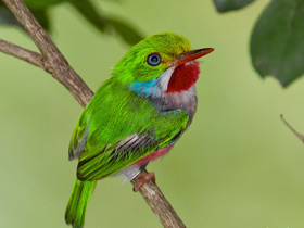 Фото Кубинский тоди