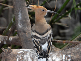 Смотреть фото Удод Фото Удод