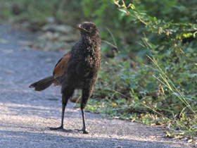 Смотреть фото Индийский кукаль Фото Индийский кукаль