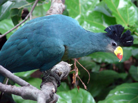 Большой голубой турако Большой голубой турако