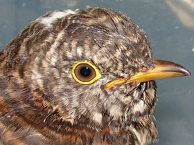 Смотреть фото Наблюдения Фото Наблюдения