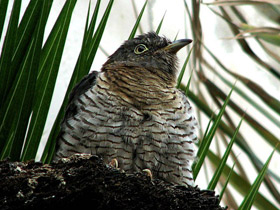 Смотреть фото Обыкновенная кукушка Фото Обыкновенная кукушка