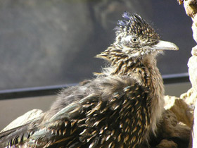 Смотреть фото Кукушка-подорожник Фото Кукушка-подорожник