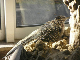 Смотреть фото Кукушка-подорожник Фото Кукушка-подорожник