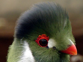 Шлемоносный турако Шлемоносный турако