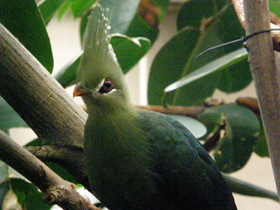 Турако Ливингстона Турако Ливингстона