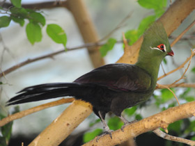 Смотреть фото Гвинейский турако Фото Гвинейский турако