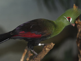 Смотреть фото Гвинейский турако Фото Гвинейский турако