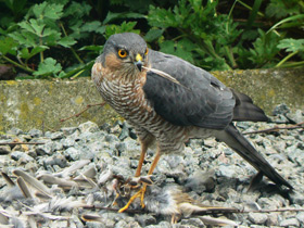 Смотреть фото Ястреб-перепелятник Фото Ястреб-перепелятник