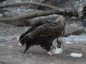 Смотреть фото Черный гриф Фото Черный гриф