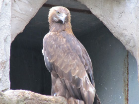 Смотреть фото Беркут Фото Беркут