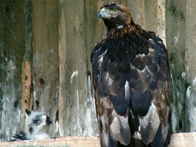 Смотреть фото Беркут Фото Беркут