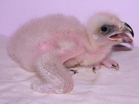 Смотреть фото Беркут Фото Беркут