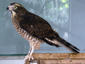 Фото Ястребиный сарыч