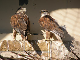 Смотреть фото Королевский канюк Фото Королевский канюк