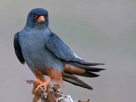 Смотреть фото Кобчик Фото Кобчик