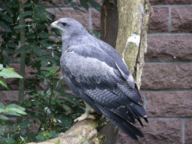 Смотреть фото Агуйа Фото Агуйа