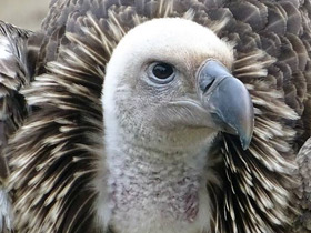 Гриф Рюппеля Гриф Рюппеля