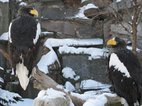 Смотреть фото Белоплечий орлан Фото Белоплечий орлан