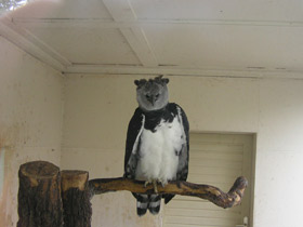 Смотреть фото Южноамериканская гарпия Фото Южноамериканская гарпия