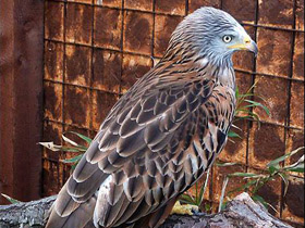 Смотреть фото Красный коршун Фото Красный коршун