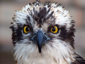 Смотреть фото Скопа Фото Скопа