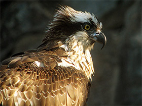 Смотреть фото Скопа Фото Скопа