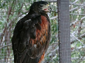 Смотреть фото Пустынный канюк Фото Пустынный канюк