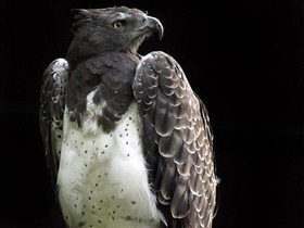 Боевой орёл Боевой орёл