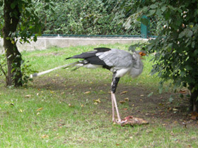 Смотреть фото Птица-секретарь Фото Птица-секретарь