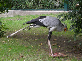 Смотреть фото Птица-секретарь Фото Птица-секретарь