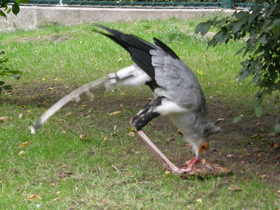 Смотреть фото Птица-секретарь Фото Птица-секретарь