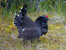 Смотреть фото Горная дикуша Фото Горная дикуша