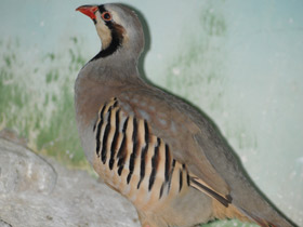 Фото Азиатский кеклик