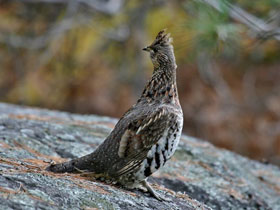 Смотреть фото Воротничковый рябчик Фото Воротничковый рябчик