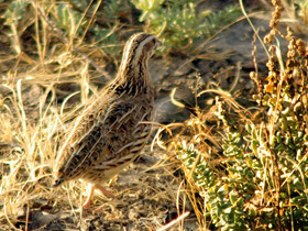 Смотреть фото Обыкновенный перепел Фото Обыкновенный перепел